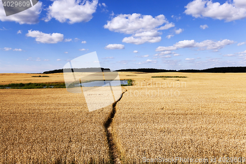 Image of path in the field