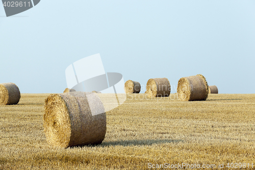 Image of stack of straw in the field