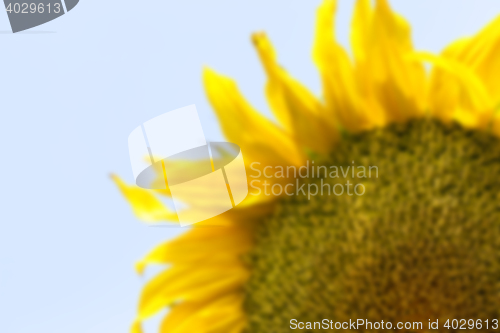 Image of flower Sunflower, close-up