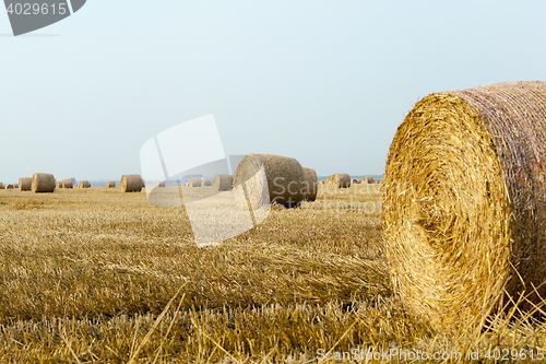 Image of stack of straw in the field