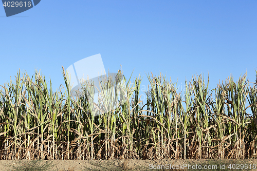 Image of Field with corn