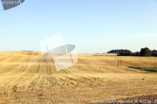 Image of agricultural field, cereals