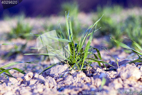 Image of green wheat, close-up