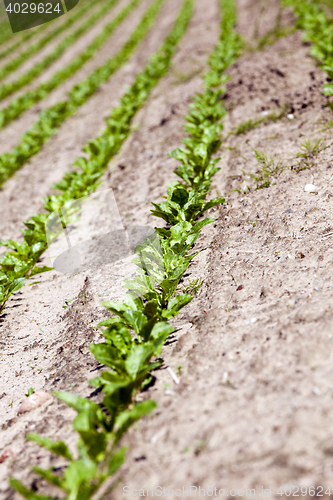 Image of field with beetroot