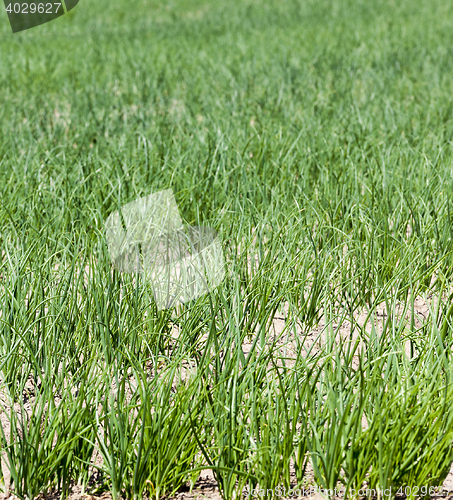 Image of green onion. Spring