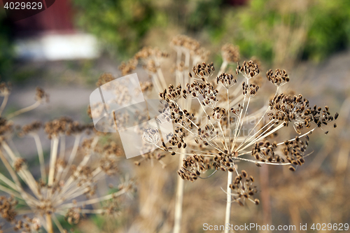 Image of mature dill close-up