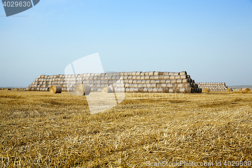 Image of stack of straw in the field