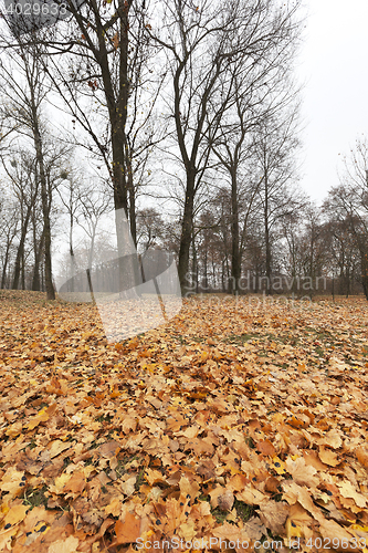 Image of Autumn Park, overcast