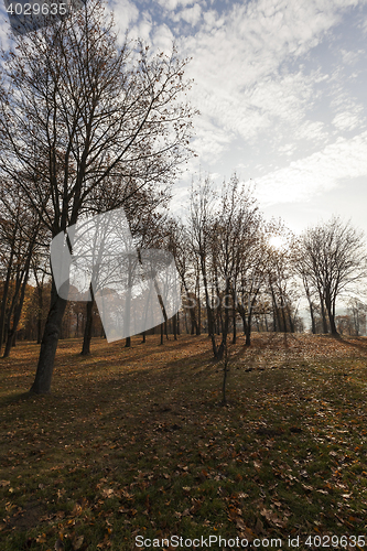 Image of birch trees in autumn