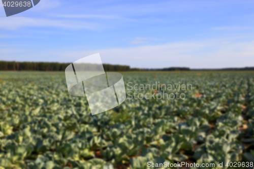 Image of Field with cabbage, summer
