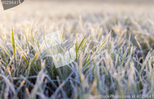 Image of green wheat, frost