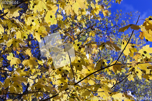 Image of birch tree in autumn