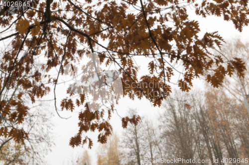 Image of Autumn Park, overcast