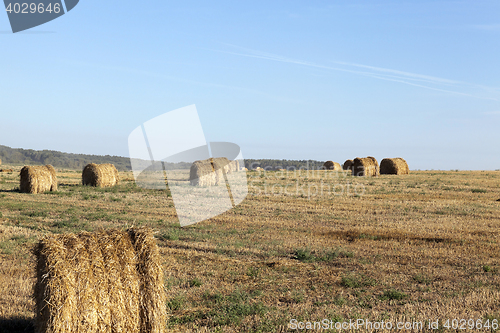 Image of stack of wheat straw