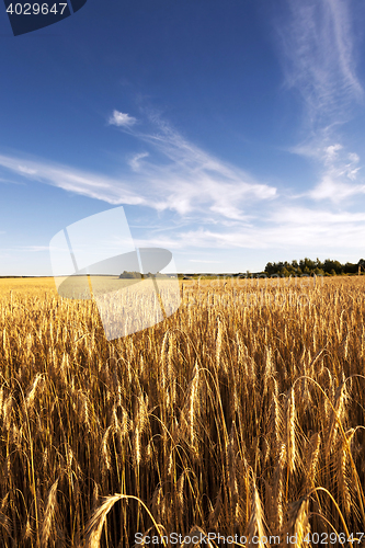 Image of ripe yellow cereals