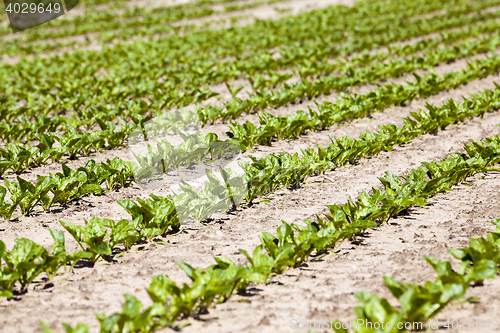Image of beetroot sprouts in the spring