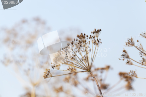 Image of brown fennel stalk