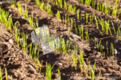 Image of young sprouts of wheat