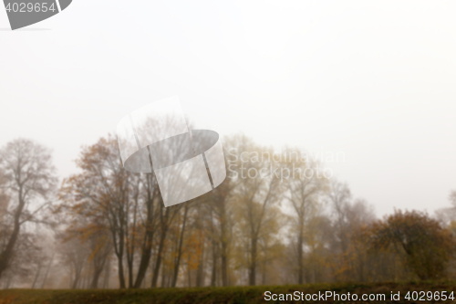 Image of Autumn Park, overcast