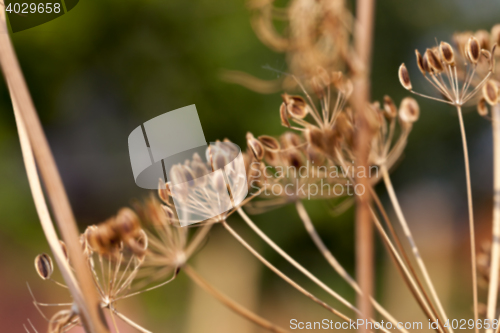 Image of mature dill close-up