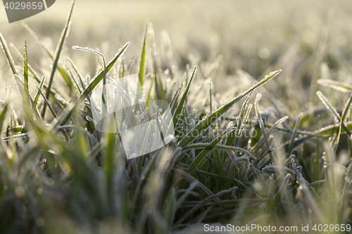 Image of young grass plants, close-up