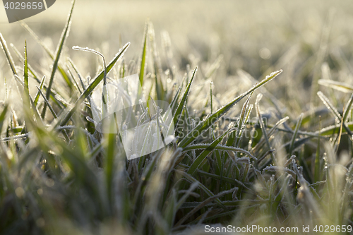 Image of young grass plants, close-up