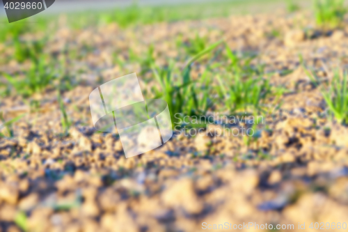 Image of field with young wheat