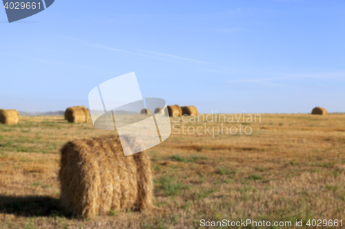 Image of haystacks in a field of straw