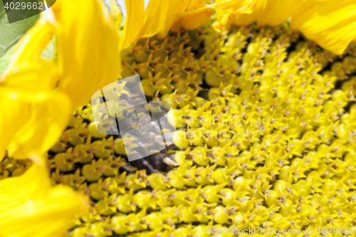 Image of photographed close-up of a sunflower