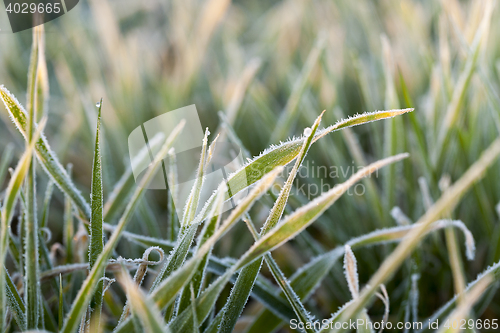 Image of frost on the wheat