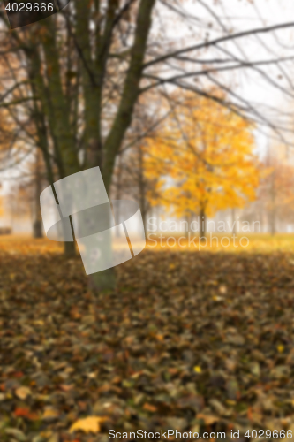 Image of Autumn Park, overcast