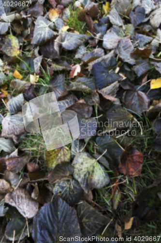 Image of Autumn Park, overcast