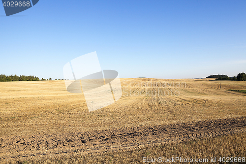 Image of agricultural field, cereals