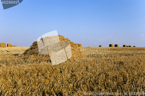 Image of haystacks straw , summer