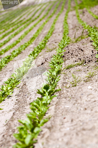 Image of agricultural field with beetroot