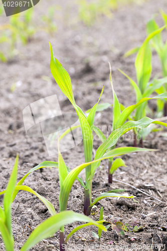 Image of Field of green corn