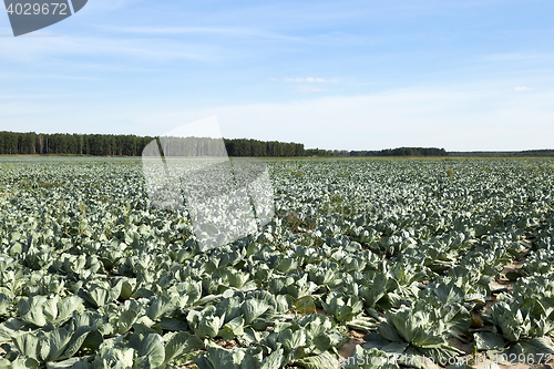 Image of green cabbage field