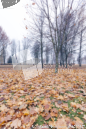 Image of Autumn Park, overcast