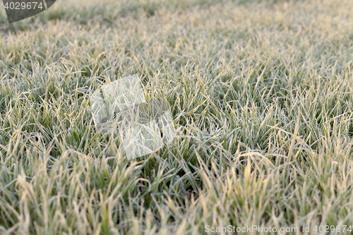 Image of green wheat, frost