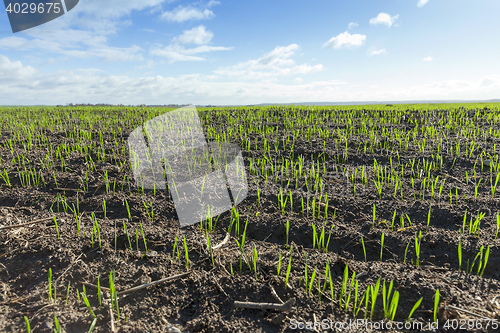 Image of field with young wheat