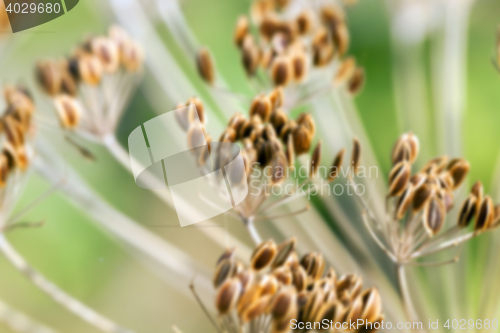 Image of mature dill close-up