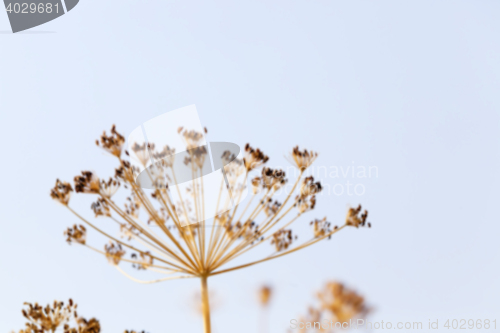 Image of brown fennel stalk