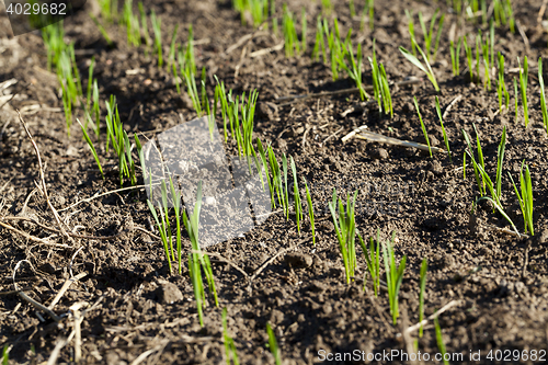 Image of field with young wheat