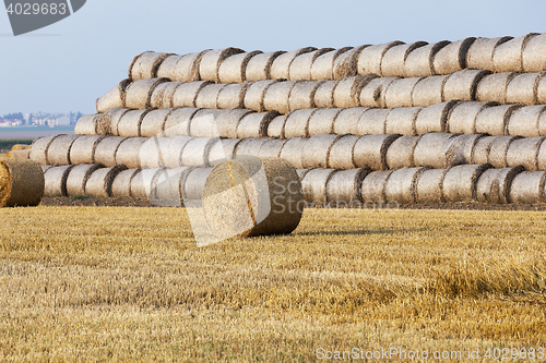 Image of haystacks in a field of straw