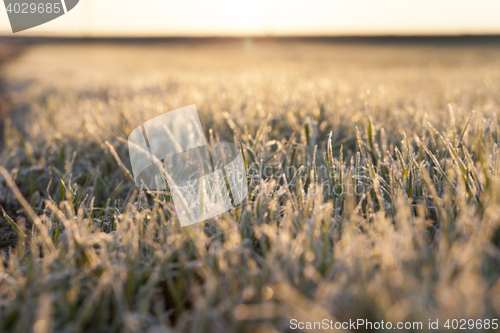 Image of frost on the wheat