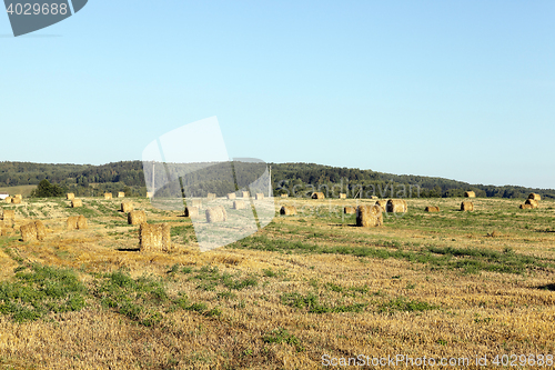 Image of stack of wheat straw