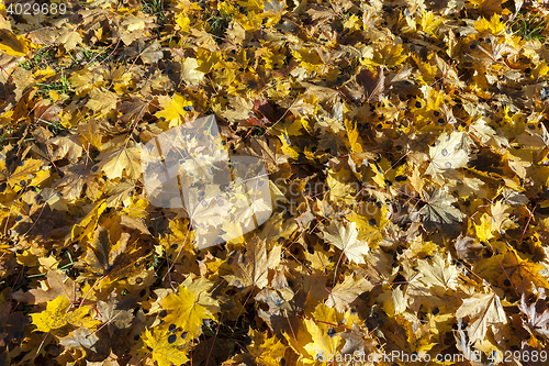 Image of autumn foliage of the trees,