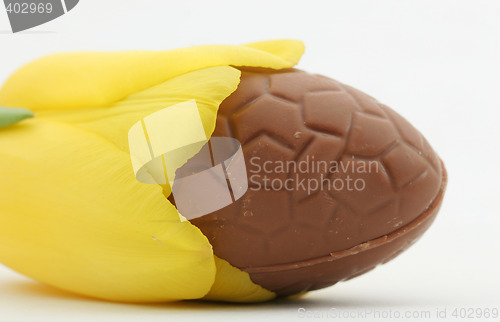 Image of easter tulip