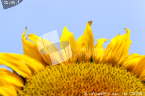 Image of flower Sunflower, close-up