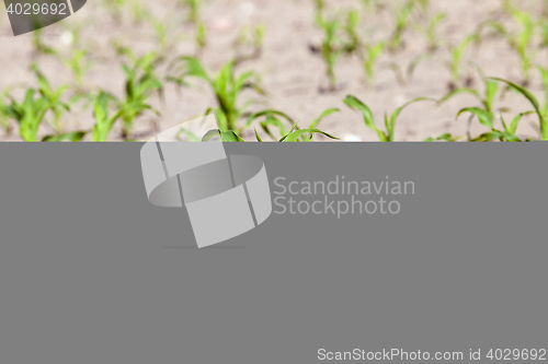 Image of green corn. Spring